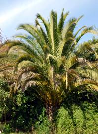 Fotografia da espécie Phoenix canariensis