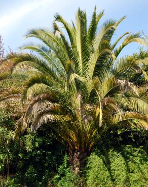 Fotografia 1 da espécie Phoenix canariensis no Jardim Botânico UTAD