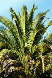 Fotografia da espécie Phoenix canariensis