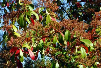 Fotografia da espécie Photinia x fraseri var. robusta