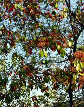 Fotografia 3 da espécie Photinia x fraseri var. robusta no Jardim Botânico UTAD