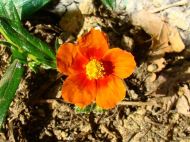 Helianthemum apenninum