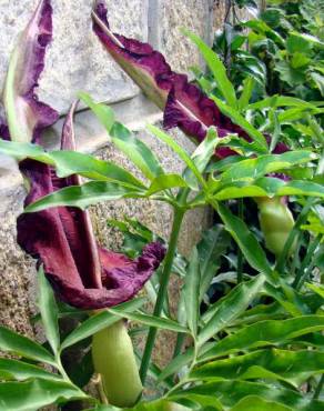 Fotografia 1 da espécie Dracunculus vulgaris no Jardim Botânico UTAD