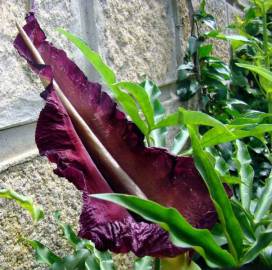 Fotografia da espécie Dracunculus vulgaris