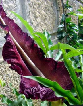 Fotografia 3 da espécie Dracunculus vulgaris no Jardim Botânico UTAD