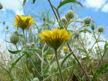 Fotografia da espécie Andryala laxiflora