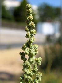 Fotografia da espécie Chenopodium album var. album