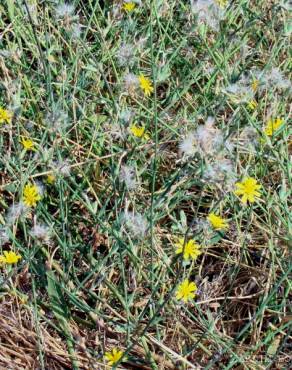 Fotografia 3 da espécie Chondrilla juncea no Jardim Botânico UTAD