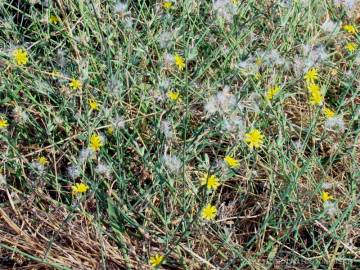 Fotografia da espécie Chondrilla juncea