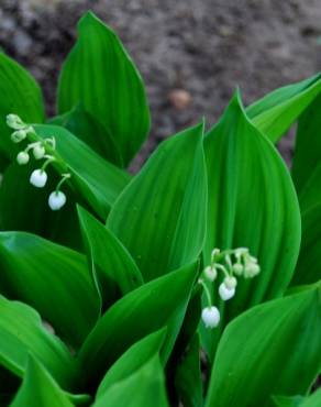 Fotografia 3 da espécie Convallaria majalis no Jardim Botânico UTAD