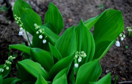 Fotografia da espécie Convallaria majalis