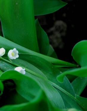 Fotografia 4 da espécie Convallaria majalis no Jardim Botânico UTAD