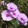 Fotografia 1 da espécie Convolvulus althaeoides do Jardim Botânico UTAD