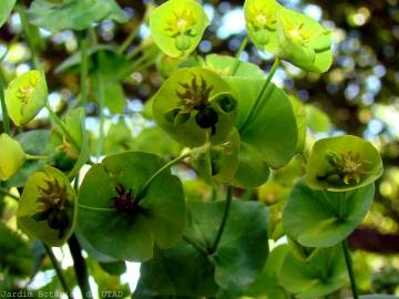 Fotografia da espécie Euphorbia amygdaloides subesp. amygdaloides