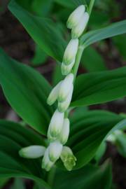 Fotografia da espécie Polygonatum odoratum