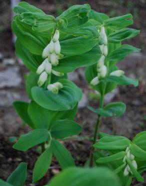 Fotografia 3 da espécie Polygonatum odoratum no Jardim Botânico UTAD