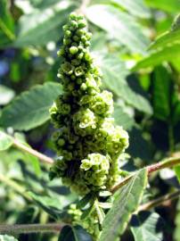 Fotografia da espécie Rhus coriaria