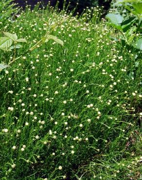 Fotografia 3 da espécie Santolina rosmarinifolia no Jardim Botânico UTAD