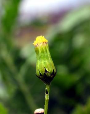 Fotografia 3 da espécie Senecio vulgaris no Jardim Botânico UTAD