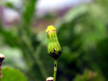 Fotografia da espécie Senecio vulgaris