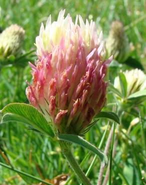 Fotografia 3 da espécie Trifolium ochroleucon no Jardim Botânico UTAD