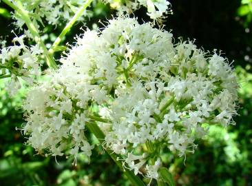 Fotografia da espécie Valeriana officinalis