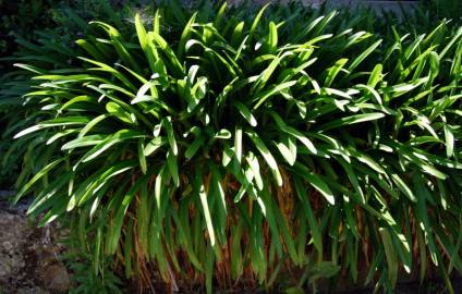 Fotografia da espécie Agapanthus africanus