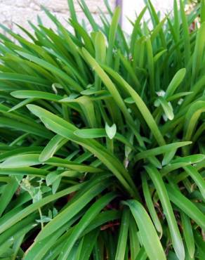 Fotografia 3 da espécie Agapanthus africanus no Jardim Botânico UTAD