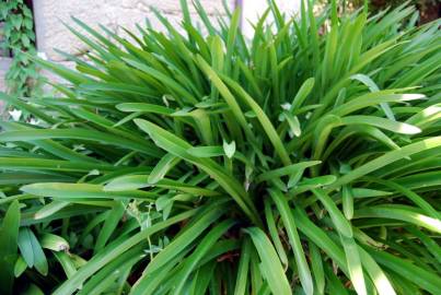 Fotografia da espécie Agapanthus africanus