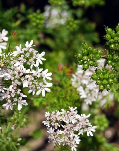 Fotografia de capa Coriandrum sativum - do Jardim Botânico