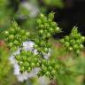 Fotografia 5 da espécie Coriandrum sativum do Jardim Botânico UTAD