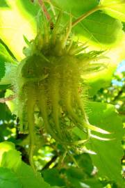 Fotografia da espécie Corylus avellana