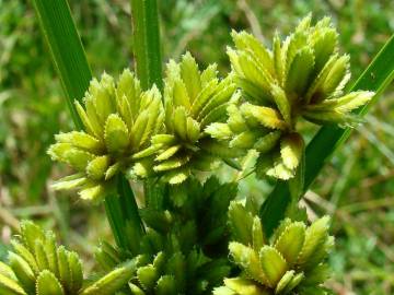 Fotografia da espécie Cyperus eragrostis