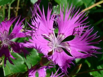 Fotografia da espécie Dianthus hyssopifolius subesp. hyssopifolius