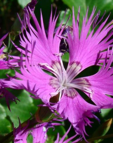 Fotografia de capa Dianthus hyssopifolius subesp. hyssopifolius - do Jardim Botânico