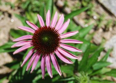 Fotografia da espécie Echinacea purpurea