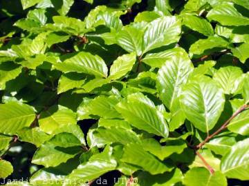 Fotografia da espécie Fagus sylvatica