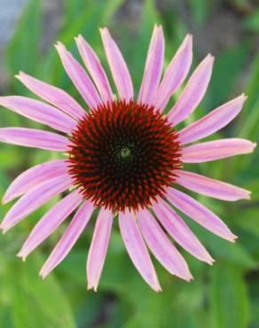 Fotografia 5 da espécie Echinacea purpurea no Jardim Botânico UTAD