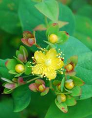 Hypericum androsaemum