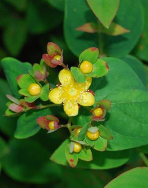 Fotografia 3 da espécie Hypericum androsaemum no Jardim Botânico UTAD