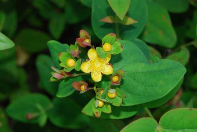 Fotografia da espécie Hypericum androsaemum