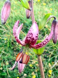 Fotografia da espécie Lilium martagon