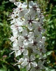 Lysimachia ephemerum