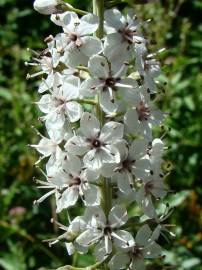 Fotografia da espécie Lysimachia ephemerum