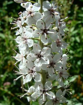 Fotografia 1 da espécie Lysimachia ephemerum no Jardim Botânico UTAD