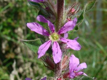 Fotografia da espécie Lythrum salicaria