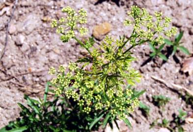 Fotografia da espécie Petroselinum crispum