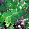 Fotografia 5 da espécie Rhus coriaria do Jardim Botânico UTAD