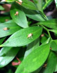 Ruscus hypoglossum