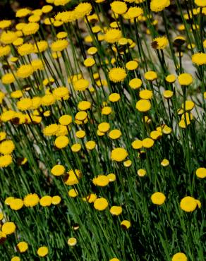 Fotografia 5 da espécie Santolina rosmarinifolia no Jardim Botânico UTAD